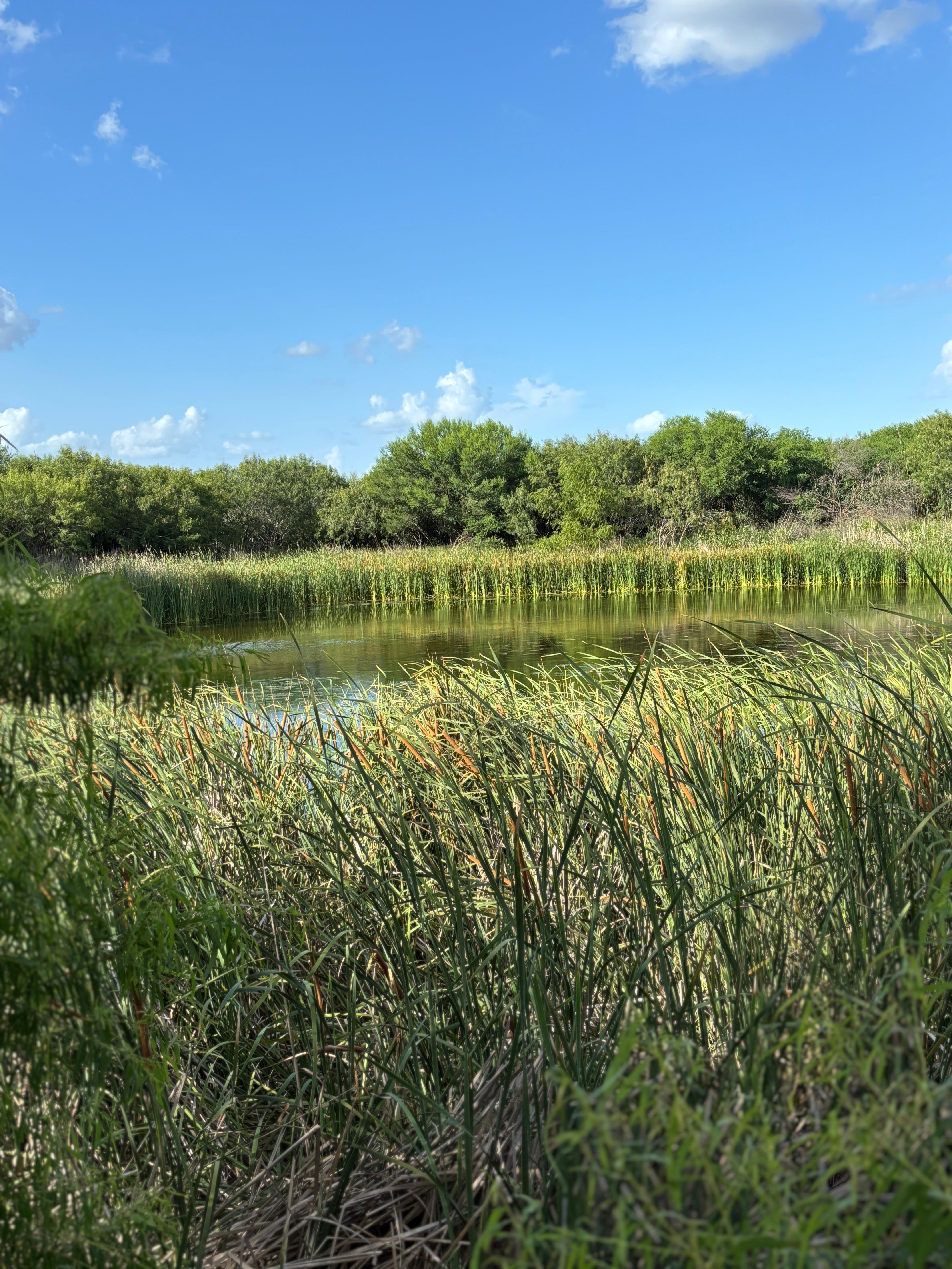 The catfish pond with reeds all the way around the sides