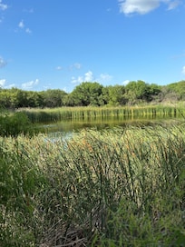 The catfish pond with reeds all the way around the sides