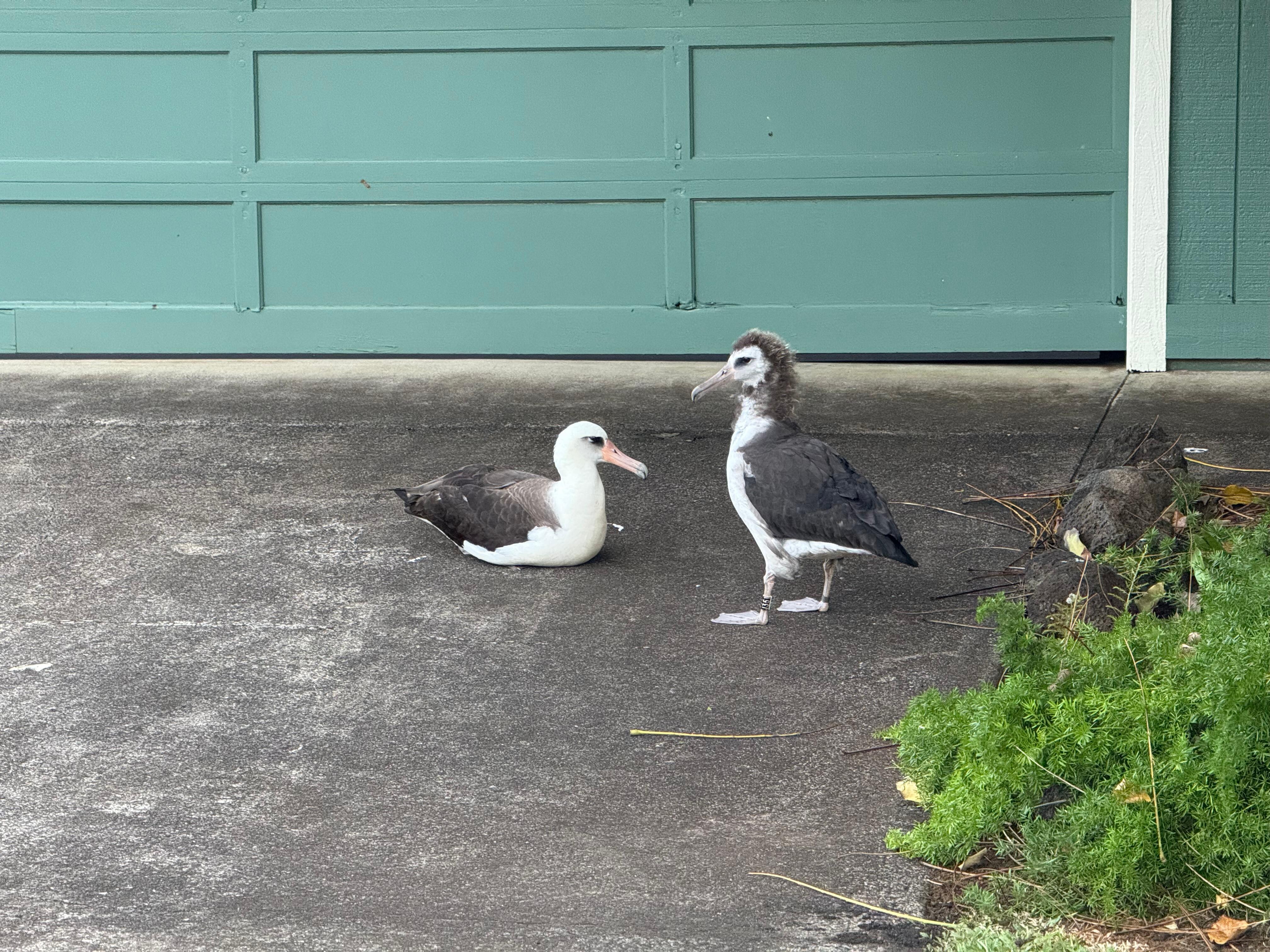 Laysan albatrosses 