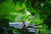 万平ホテル周辺の散歩にて
ノビタキ。