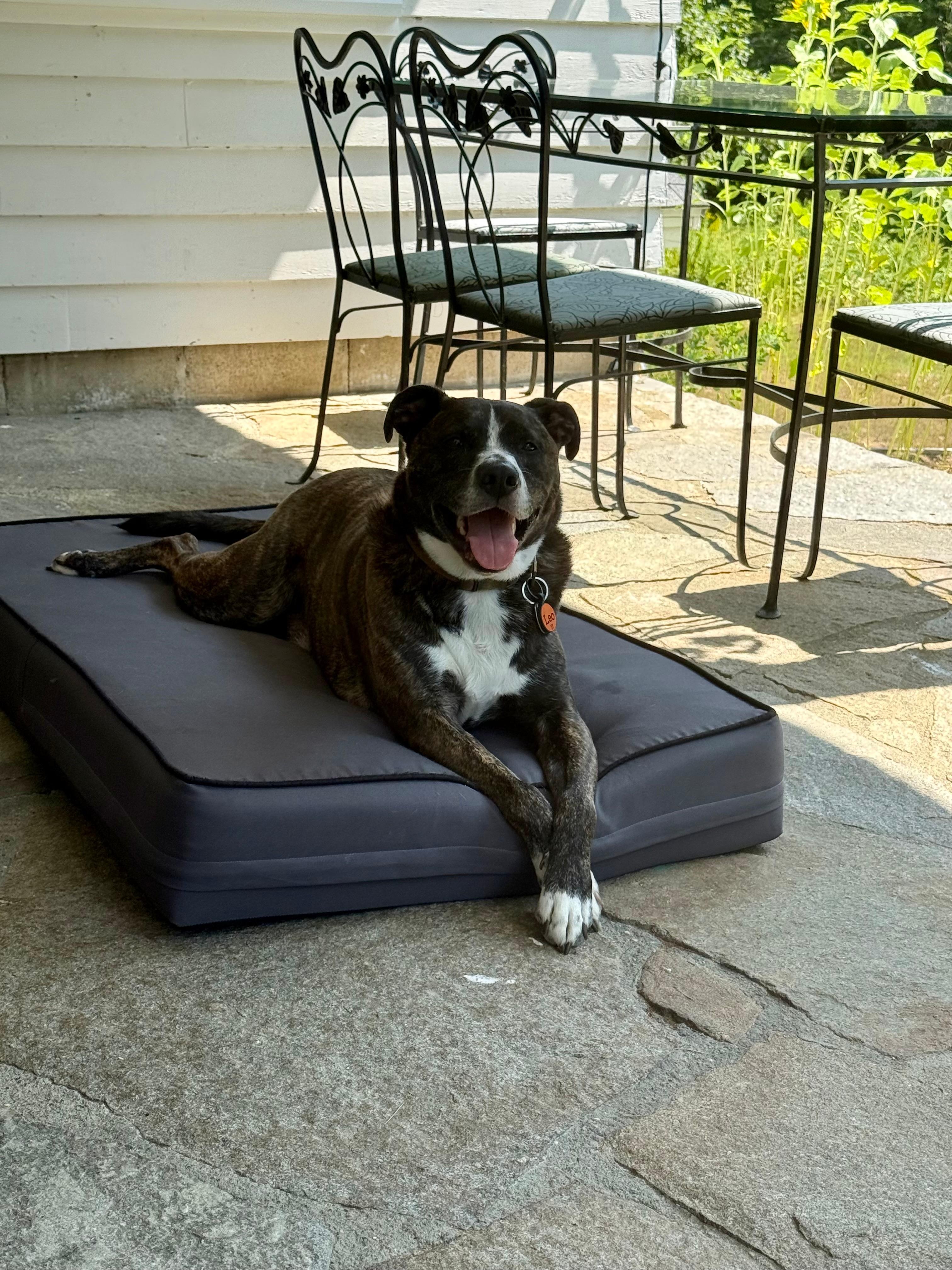Leo enjoying laying on the front porch. 