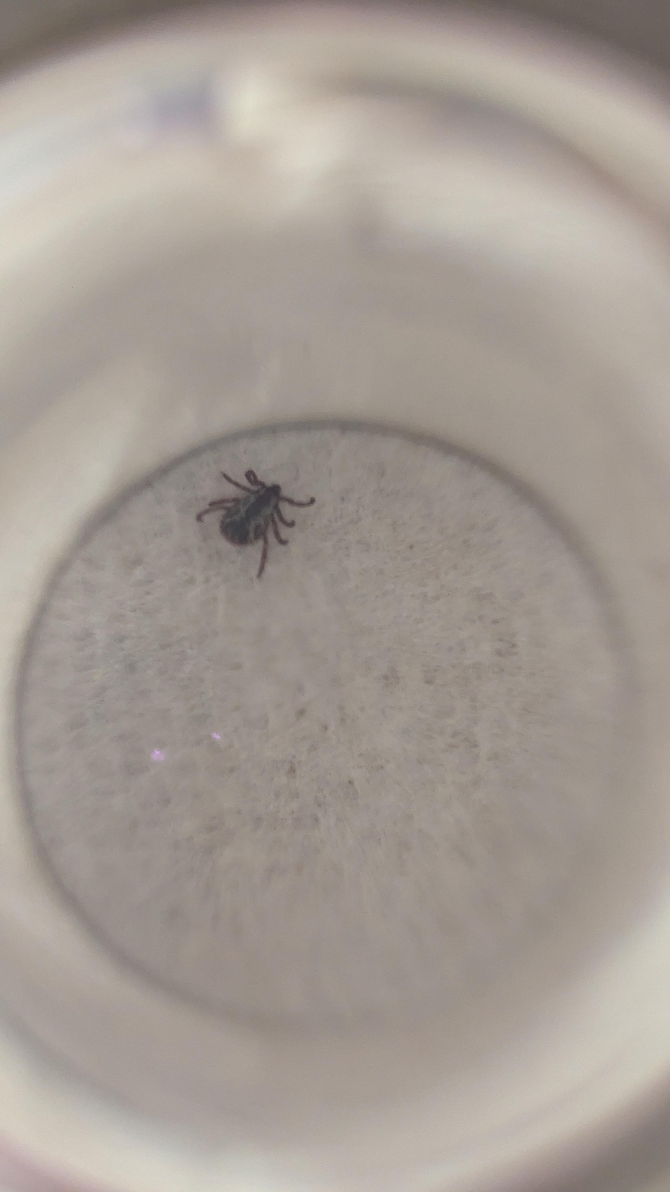 I captured the tick and took many photos.