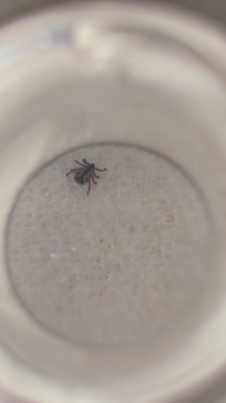 I captured the tick and took many photos.