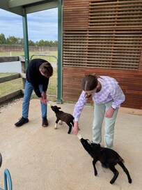 Bottle feeding the lambs
