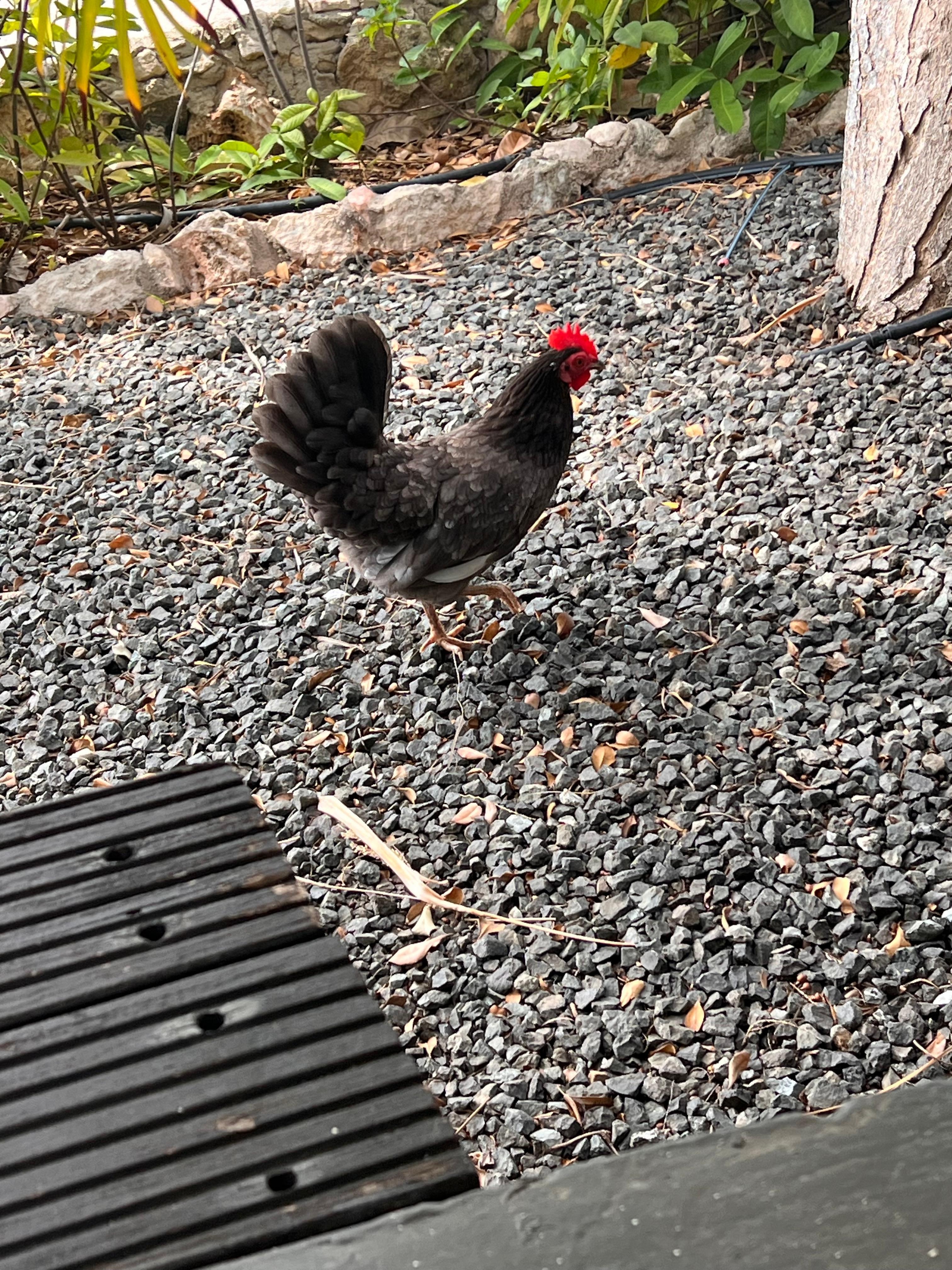 He wandered into the yard now and then, the kids loved these occasions 