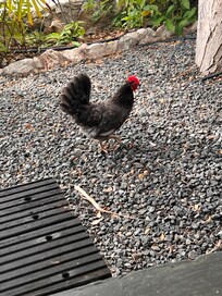 He wandered into the yard now and then, the kids loved these occasions