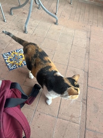 Hotel mascot and security guard