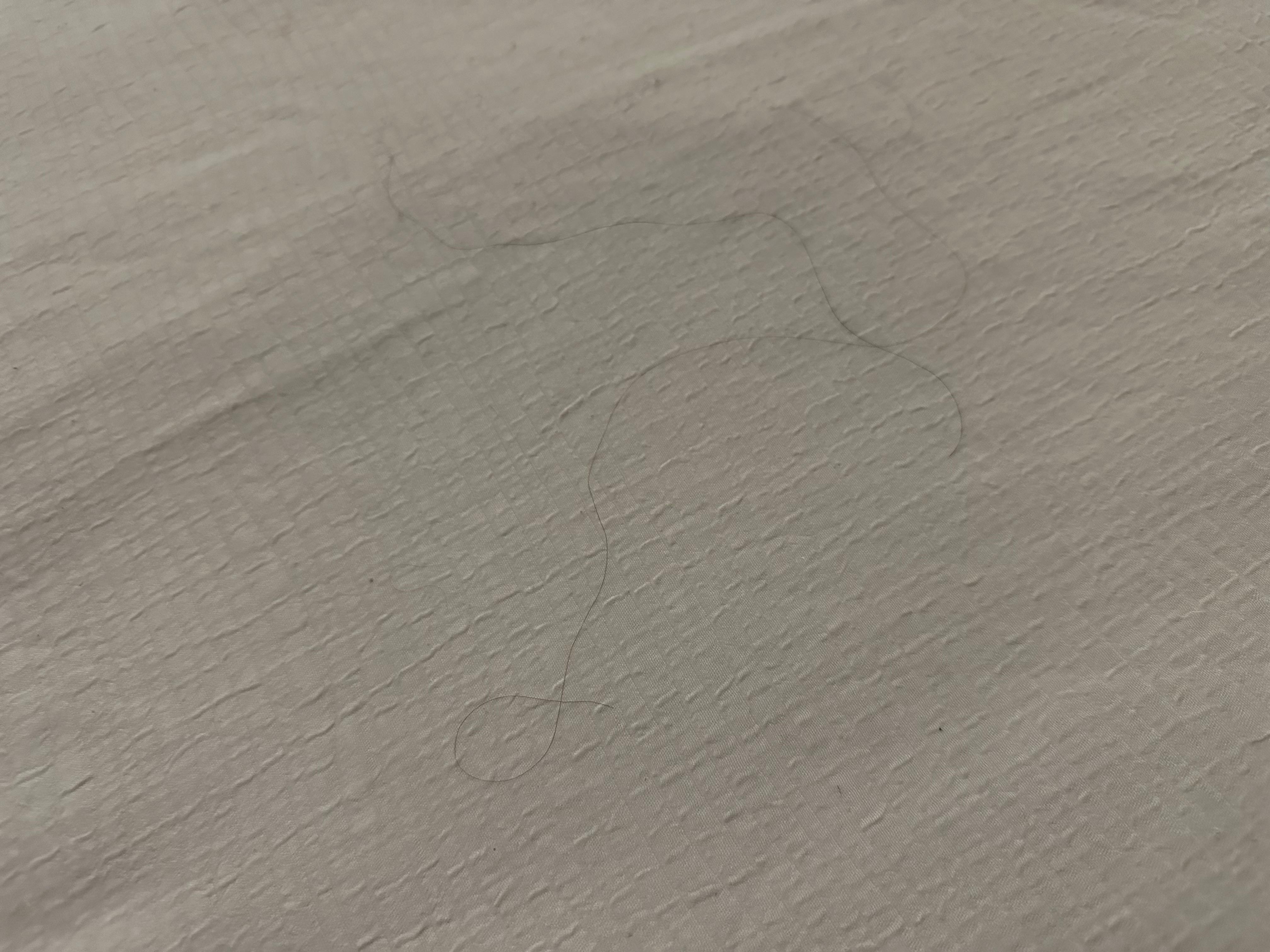 Black hair all over the top of one bed. 