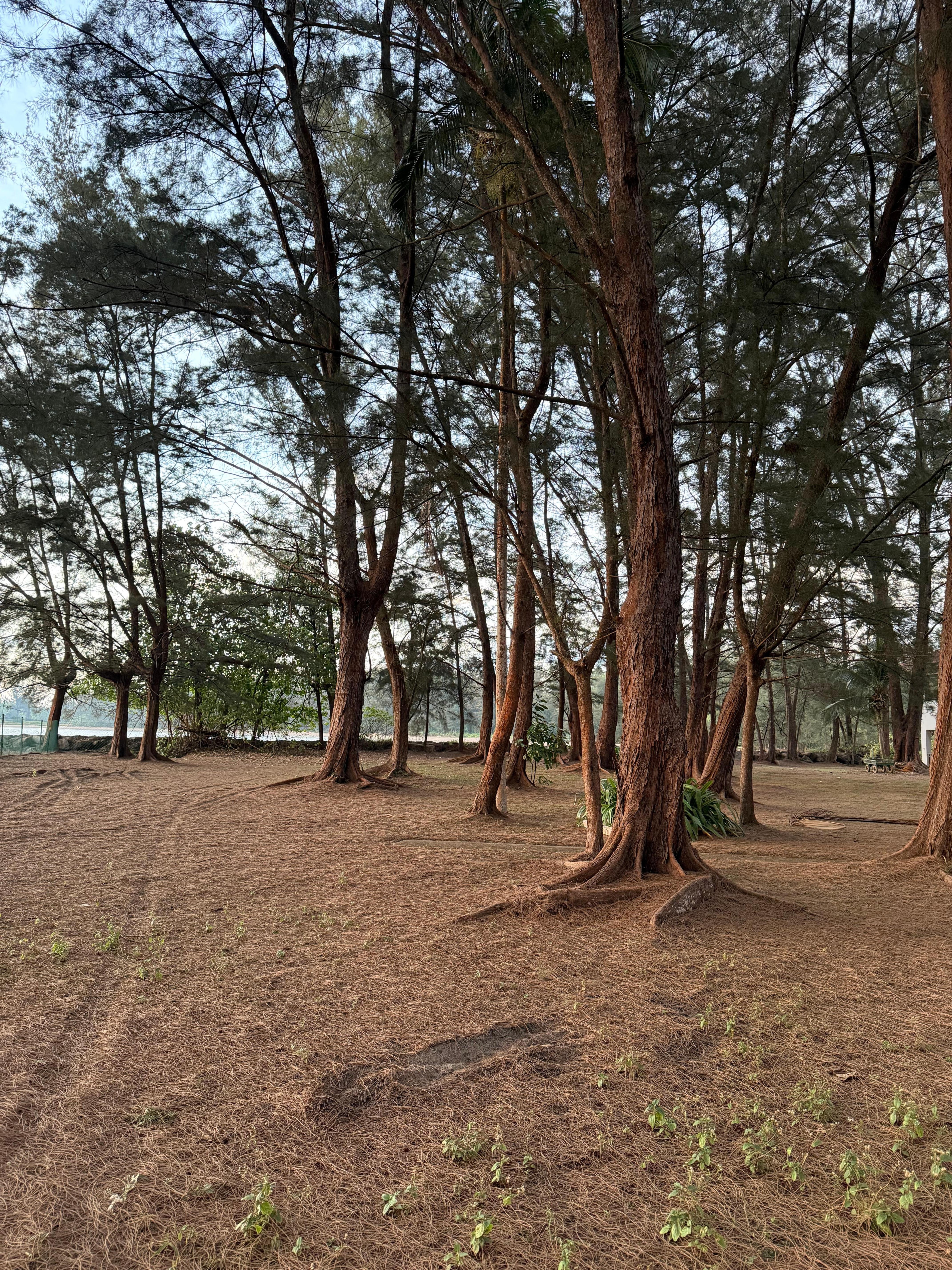 Walk through the wooded area