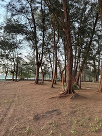 Walk through the wooded area