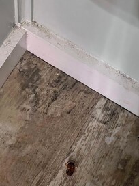 Roach in floor..