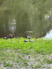 Turtles coming ashore.