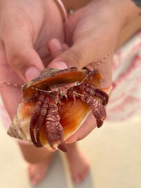 Lil hermit crab friend