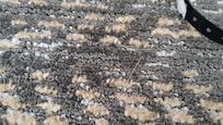 Pet hair edge of carpet