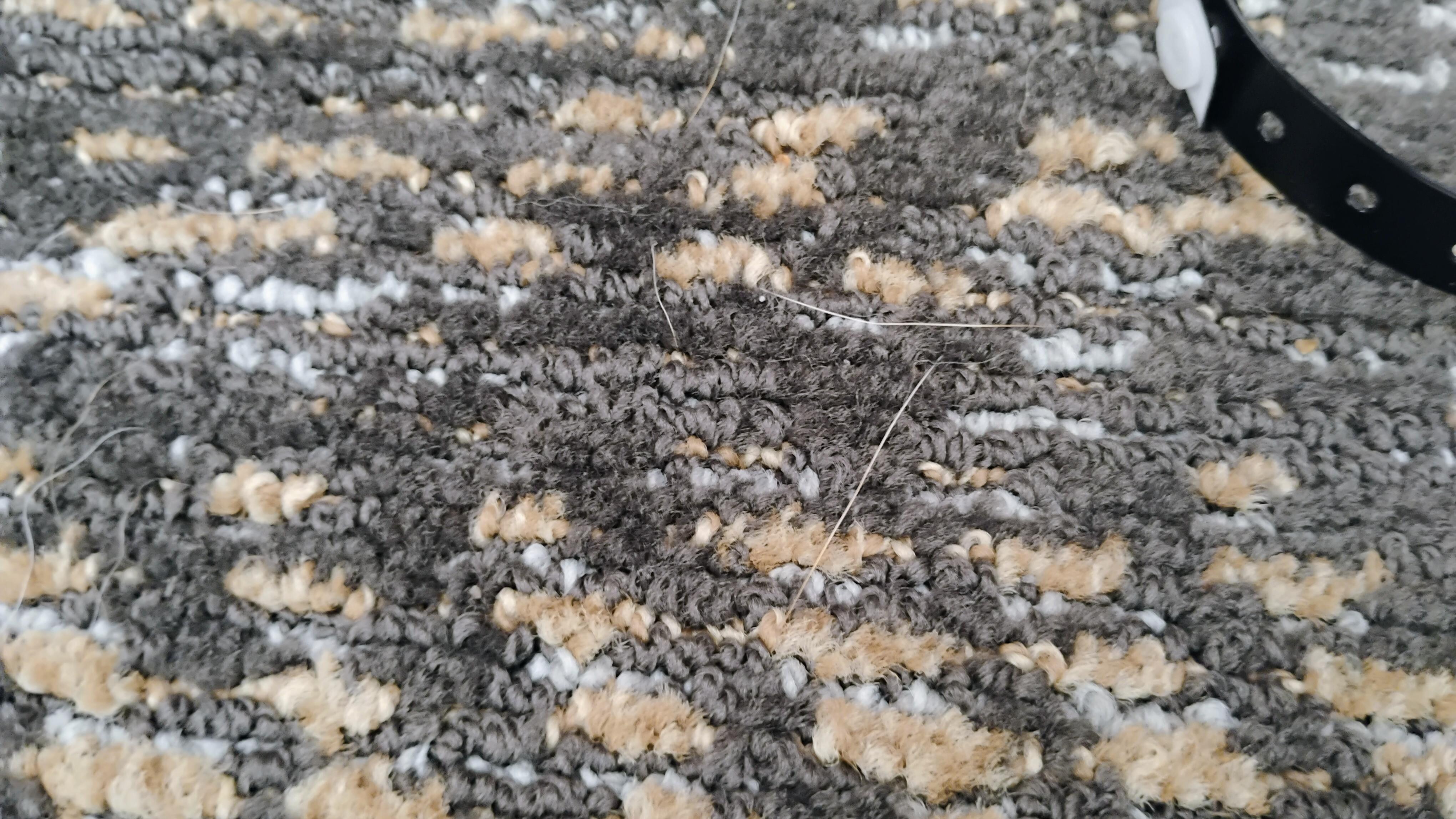 Pet hair edge of carpet