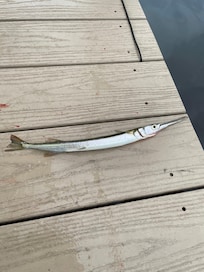 Needlefish