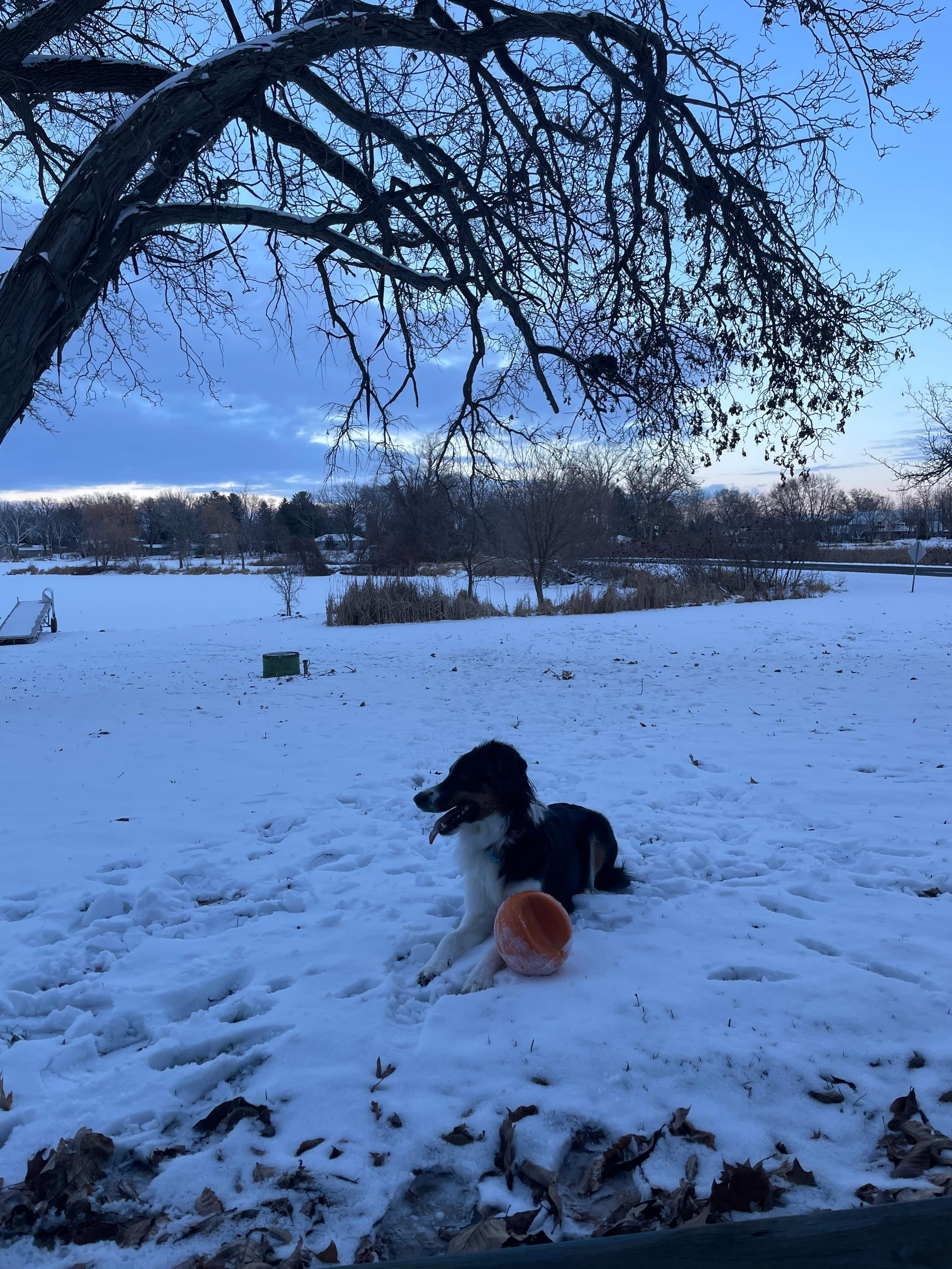 Clover enjoying the yard and taking in the views.