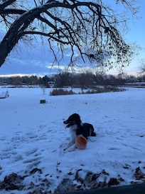 Clover enjoying the yard and taking in the views.