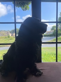 perfect doggy friendly accommodation