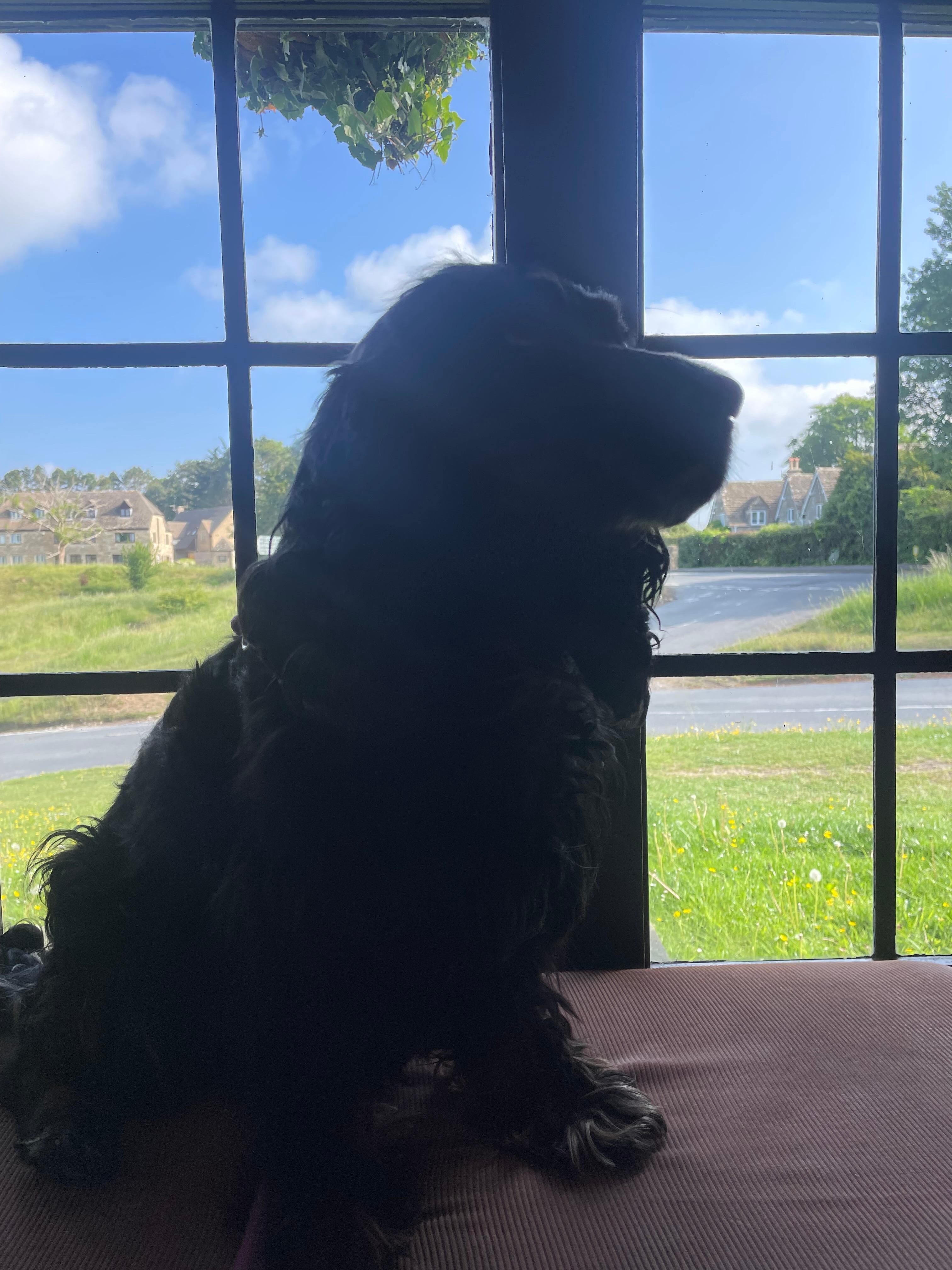 perfect doggy friendly accommodation