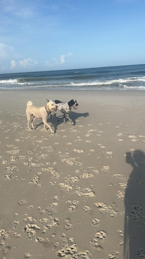 The dogs had more fun than we did.