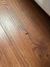 Cockroach in second bedroom