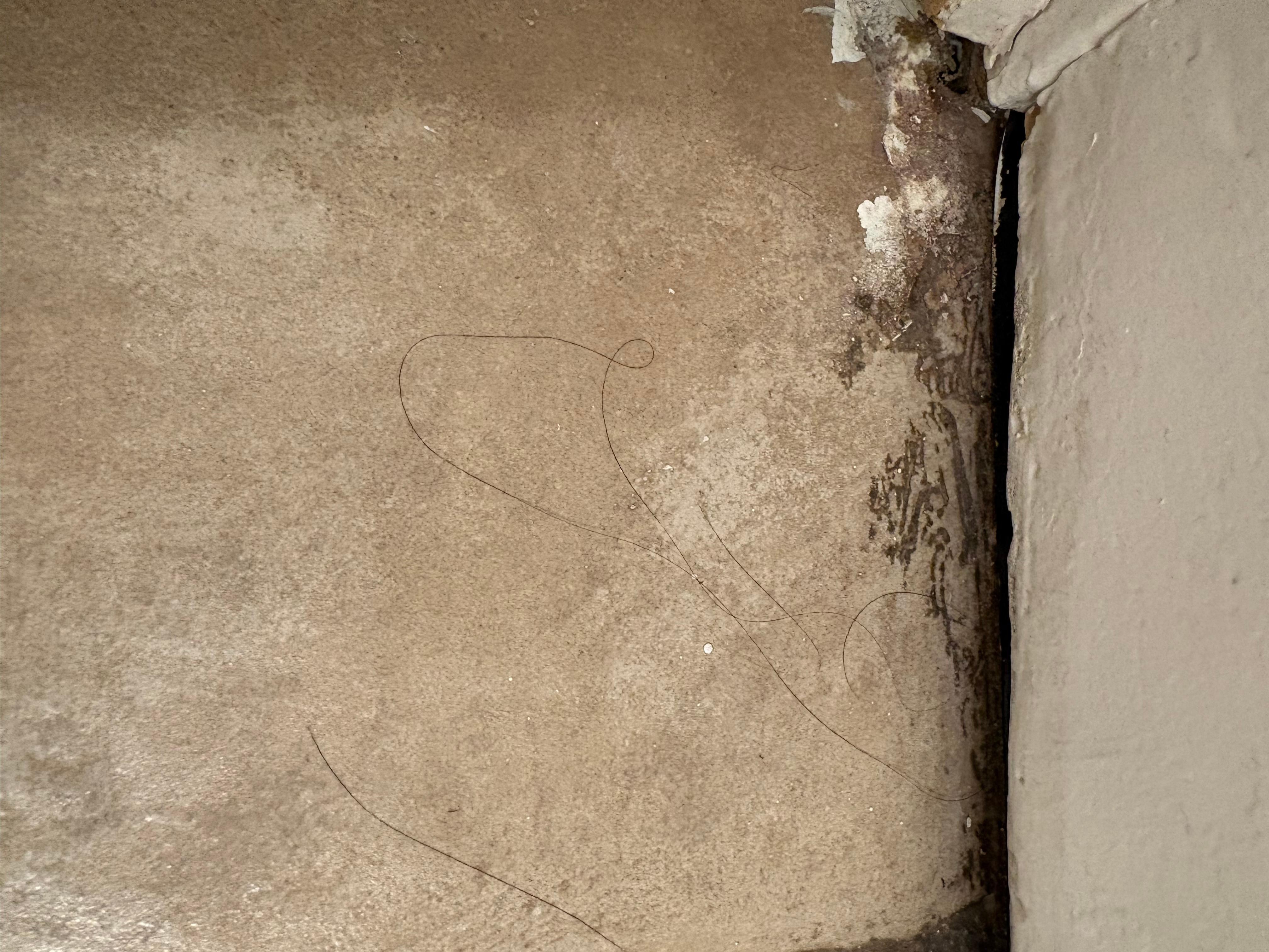 Hair on the floor before I use the bathroom and I’m blonde. This is brown. I also have short hair as long.