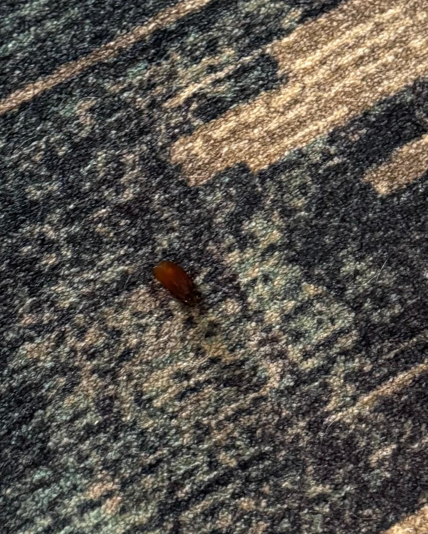 Bug in hallway.