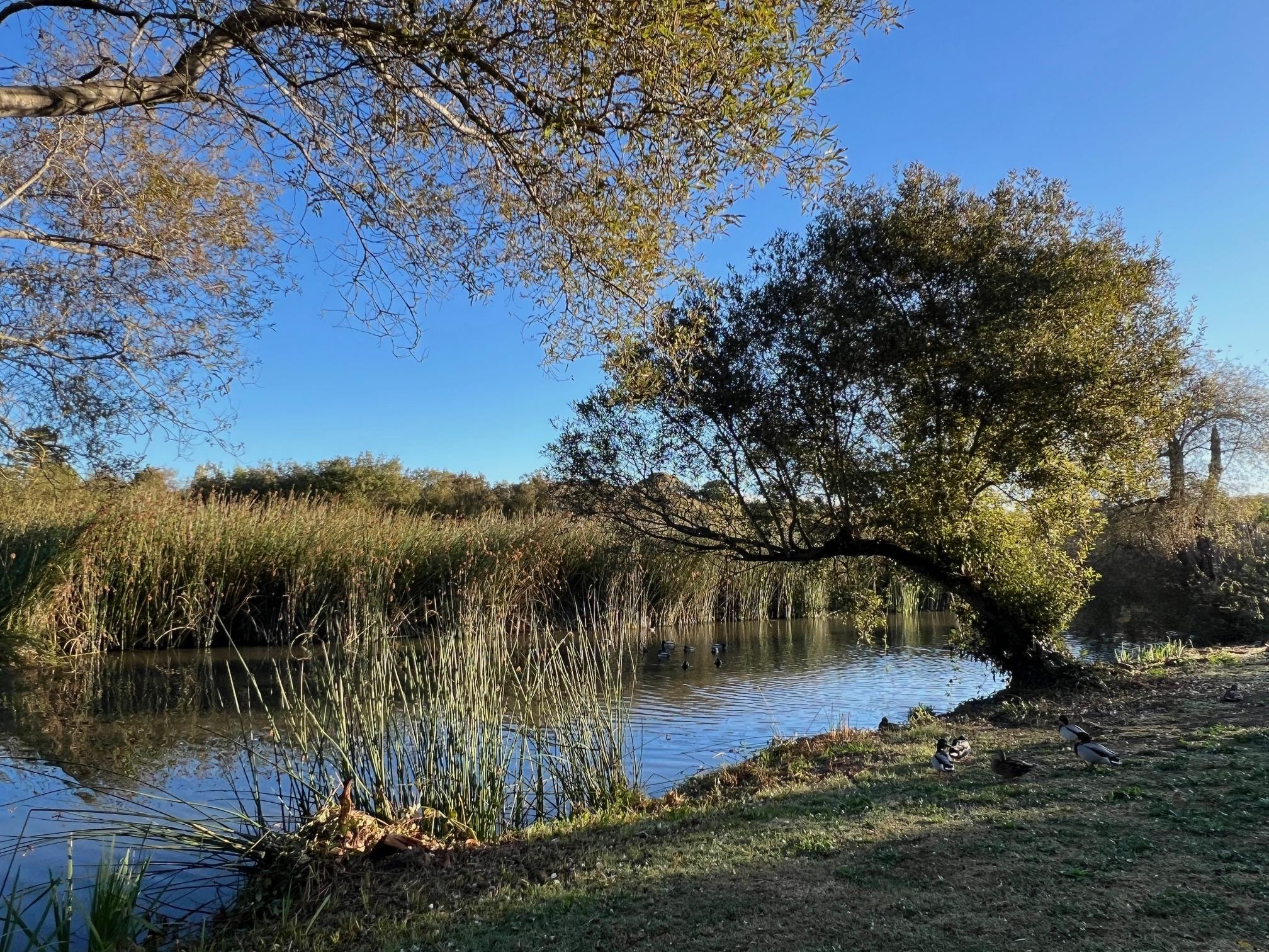 Neary Lagoon, a birding hotspot in the heart of Santa Cruz. I joined the Santa Cruz Birding Club for an early outing to the lagoon, looking for late migrants and wintering birds. 