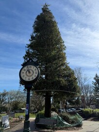 Beautiful tree at park across the street from hotel