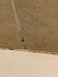Mold in shower