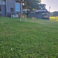 There are lots of deer (& geese) around the property. You can feed them deer corn if you bring some.