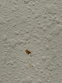 One of the many things found on the walls