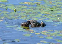 Turtles