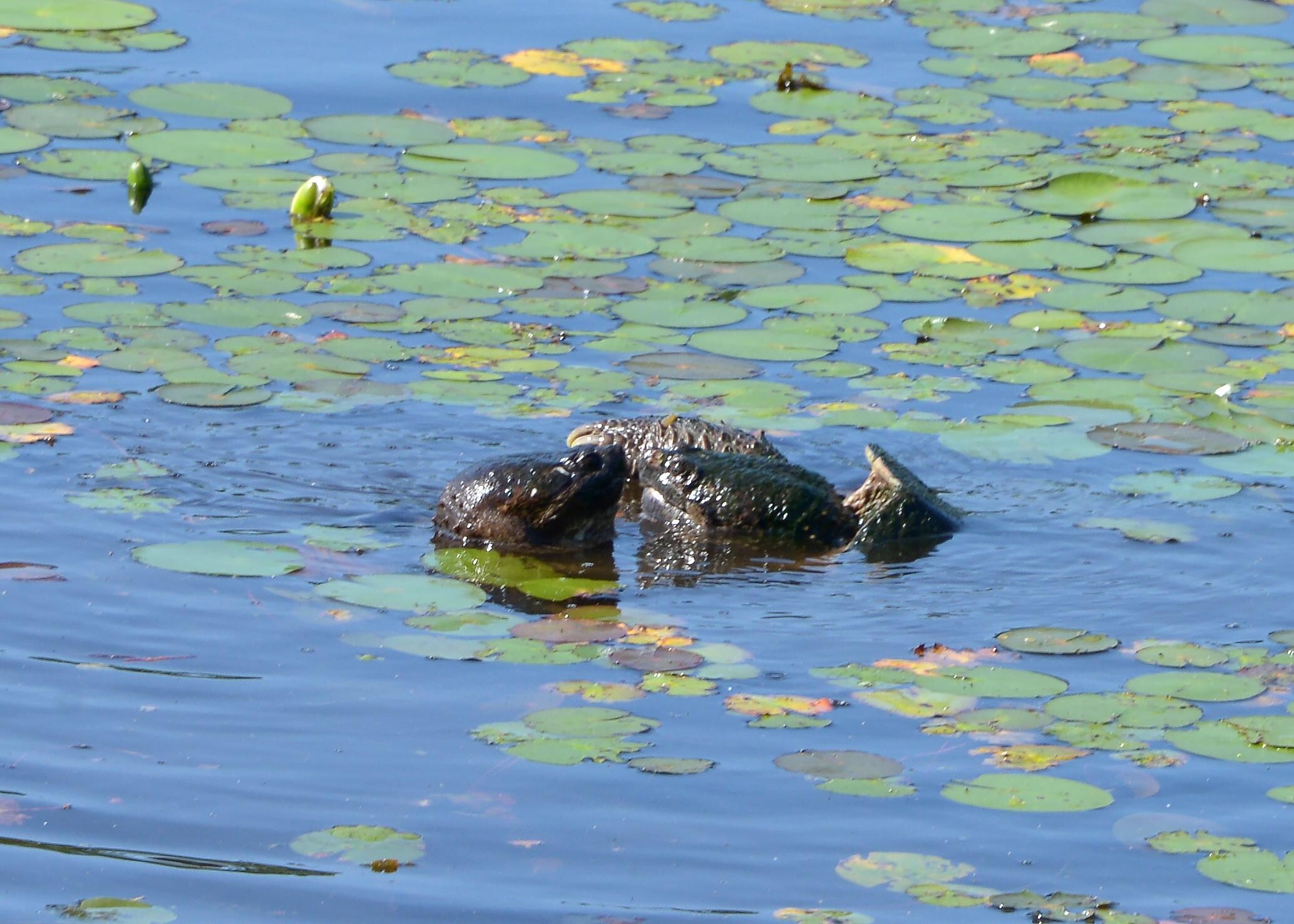 Turtles