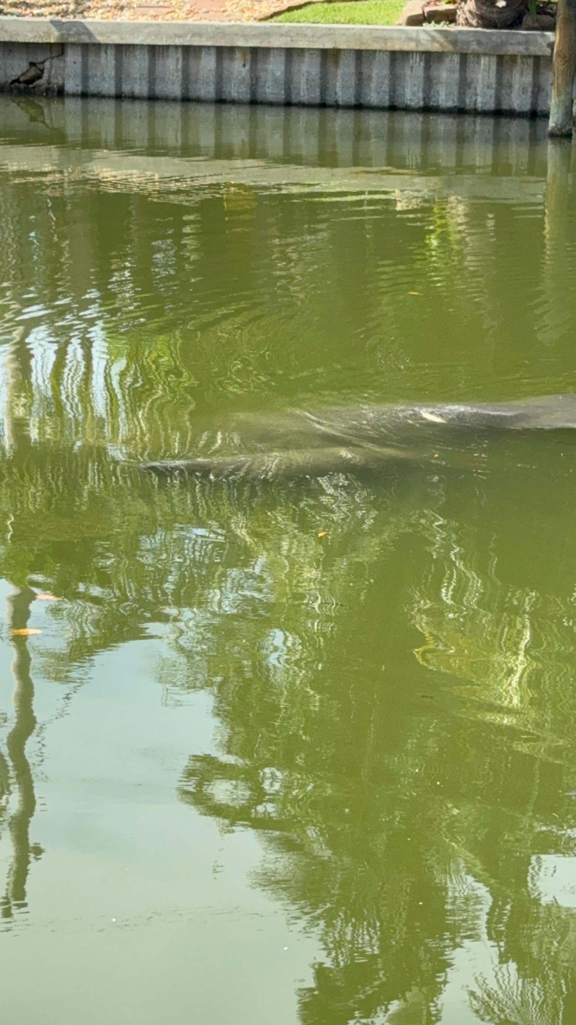 Mom and baby manatee off the dock
