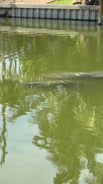 Mom and baby manatee off the dock