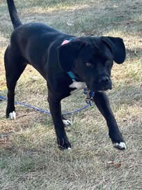 Ability to put a lead up for our dog outside of our cottage