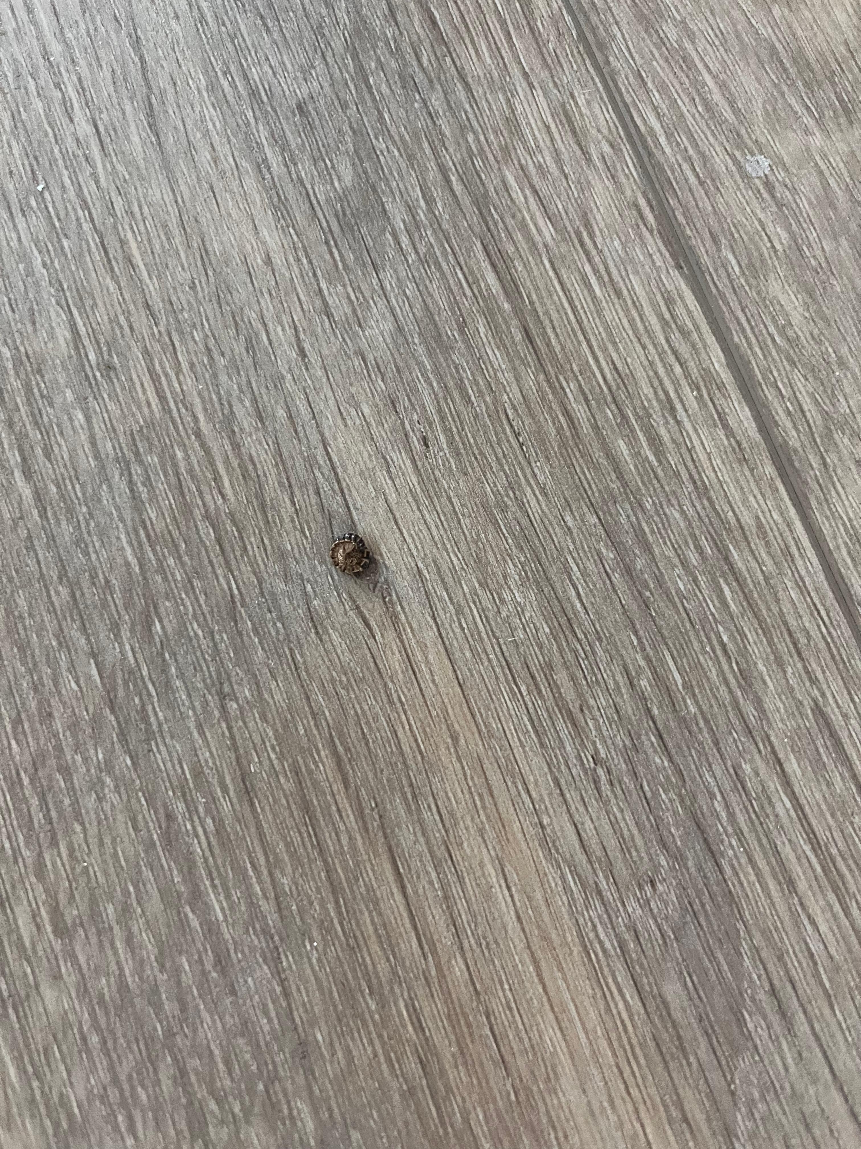 Bug on floor 