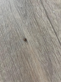 Bug on floor