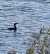 Loon on lake
