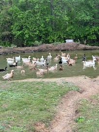 Ducks