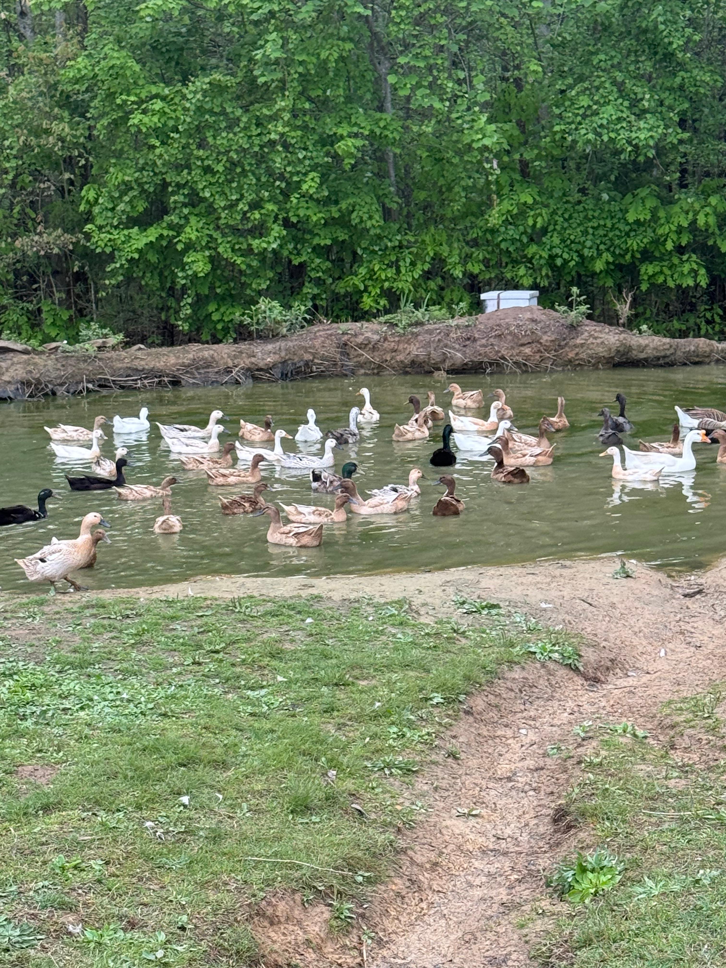 Ducks