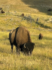Bison at Hayden Valley 2