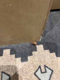 large dead brown beetle