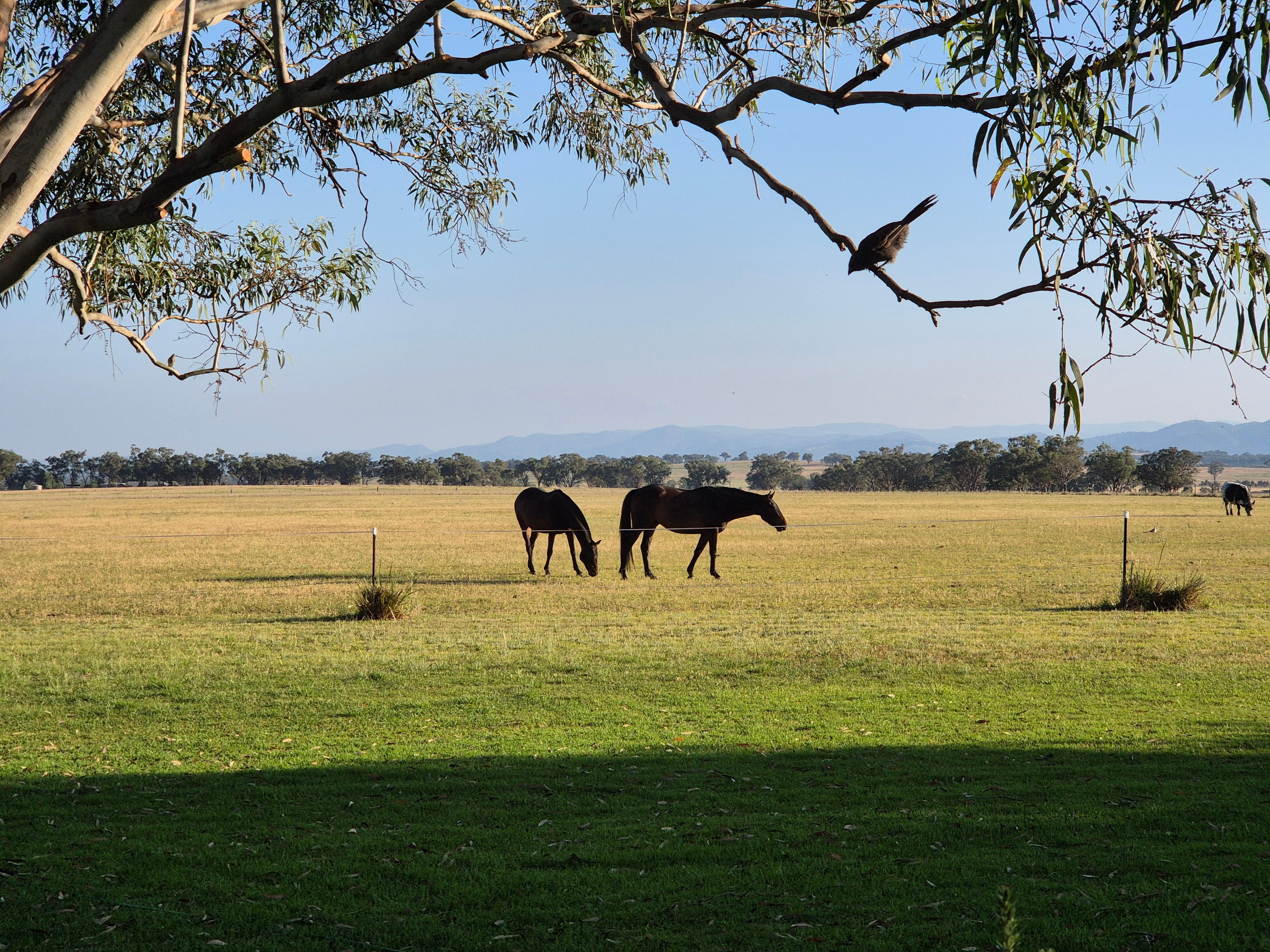 Horses and native birds