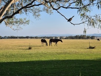 Horses and native birds