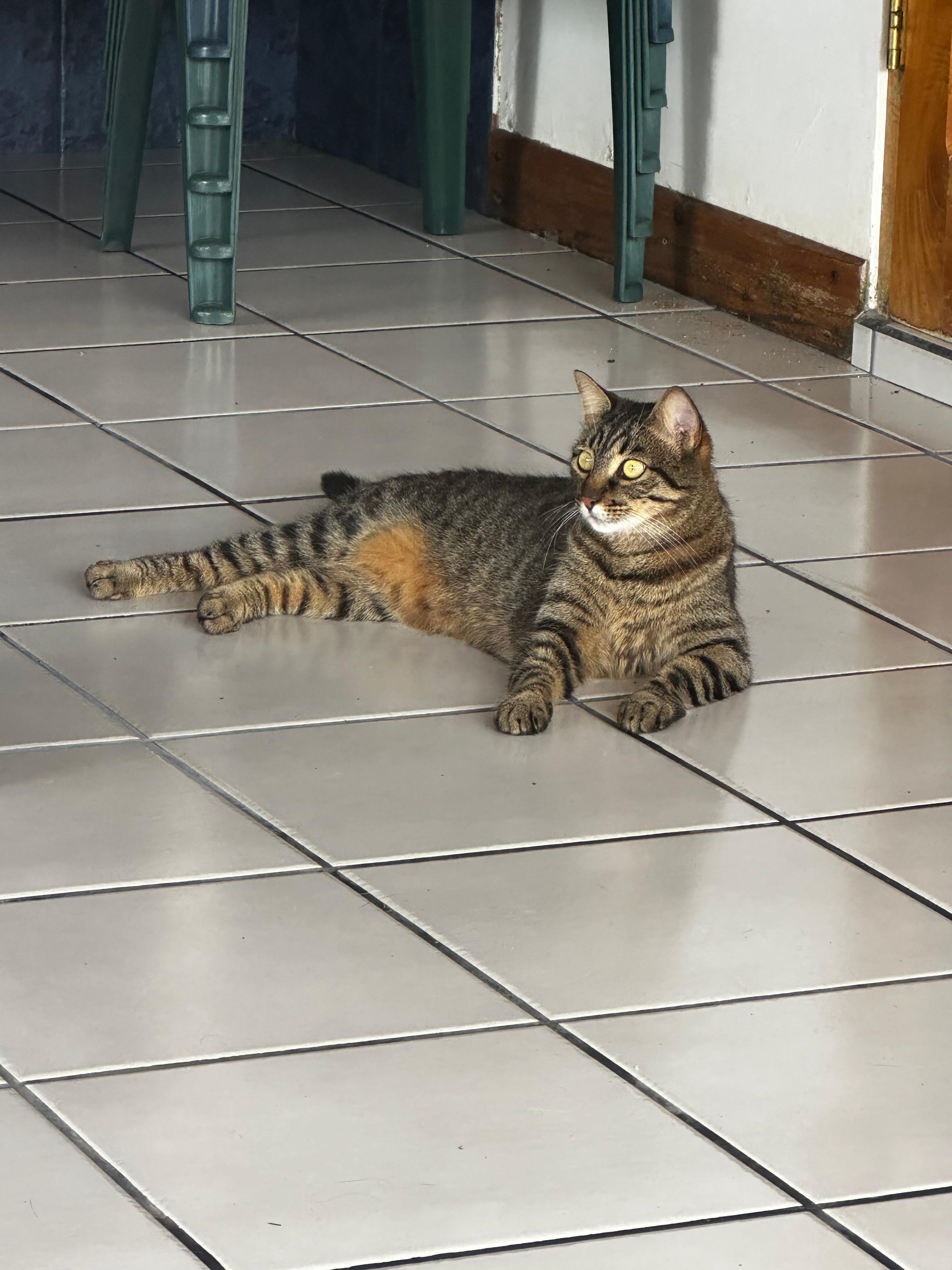 Resident outdoor kitty cat. So sweet!