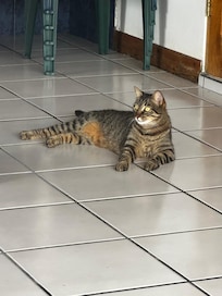 Resident outdoor kitty cat. So sweet!