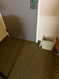 Carpet stained and damaged.